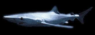 Blue Shark